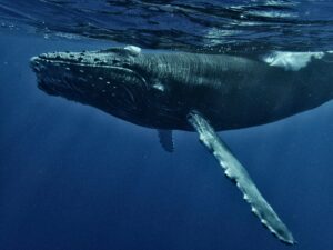 Whale Watching Iceland