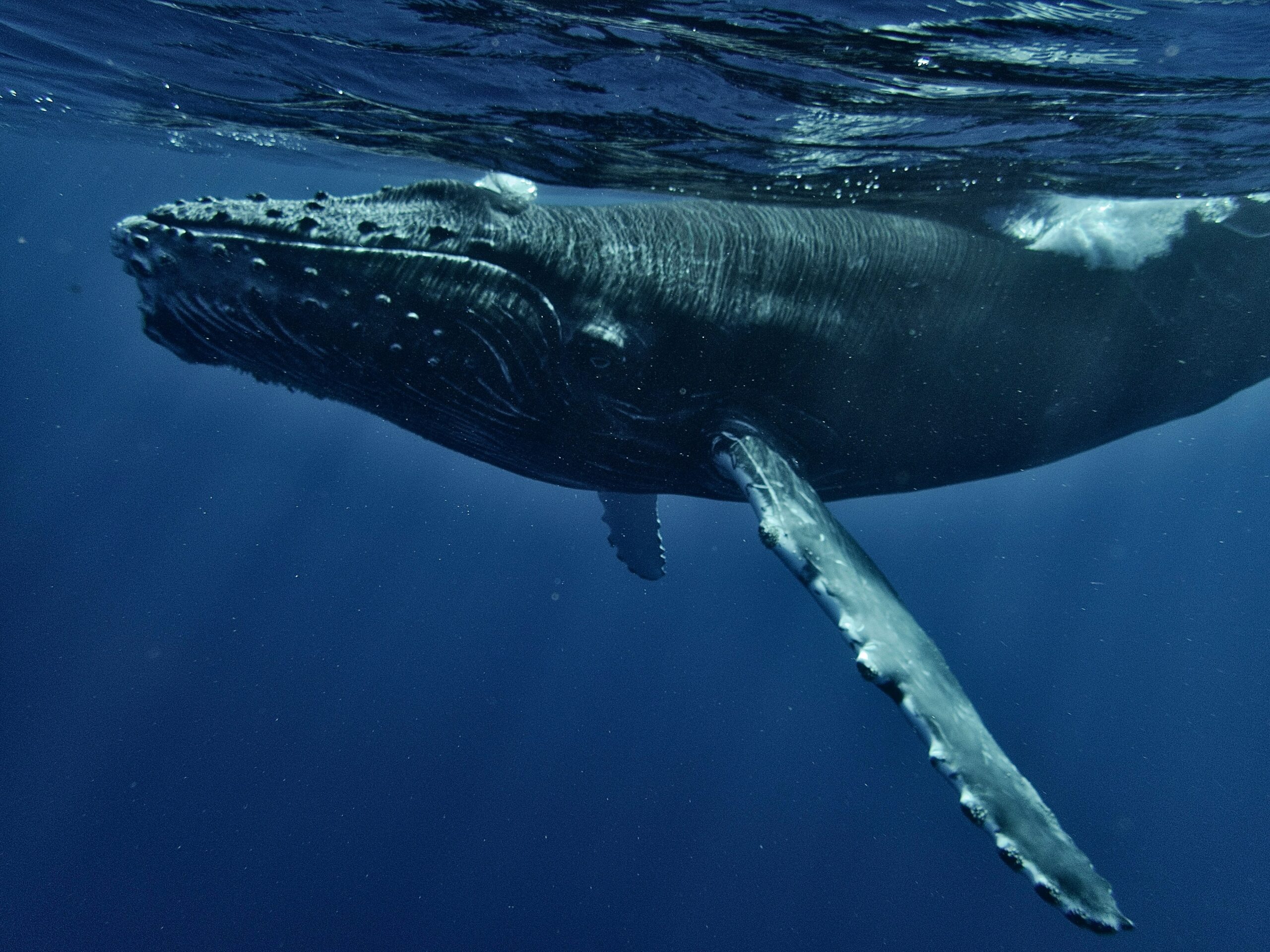 Whale Watching Iceland